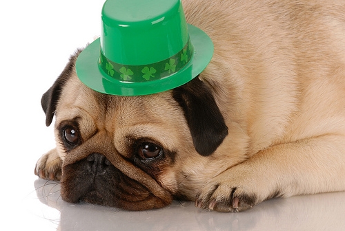 Dog with Green Hat